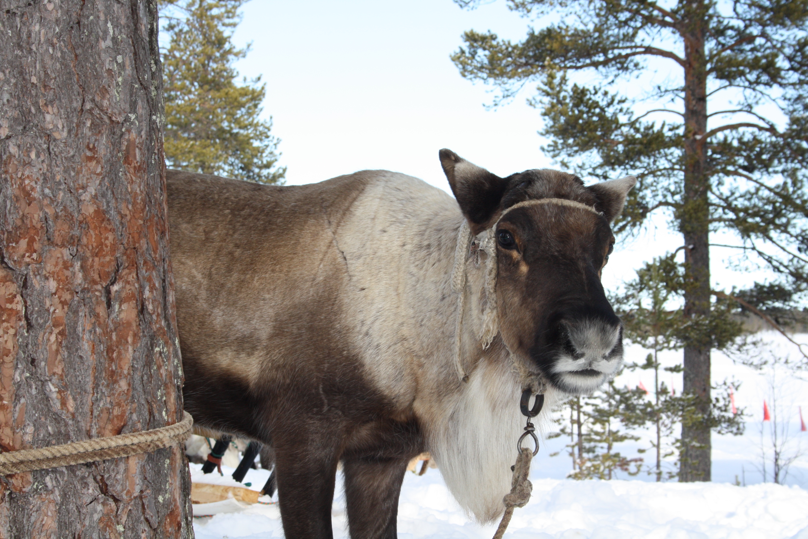 Краснощелье 17-18.03.12 271
