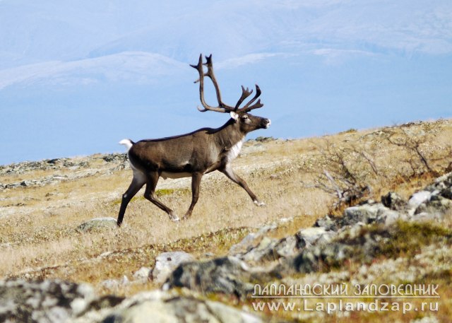 Северный олень